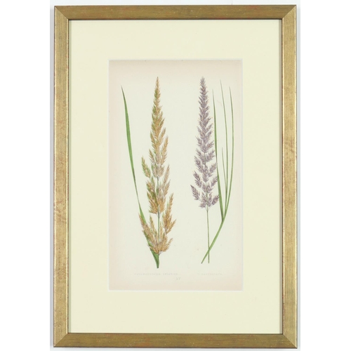 51 - E J LOWE,Grasses, a set of nine botanical prints, circa 1858, 30cm x 23cm.