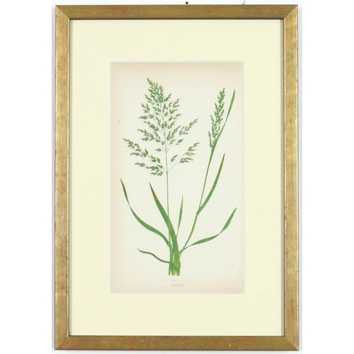 51 - E J LOWE,Grasses, a set of nine botanical prints, circa 1858, 30cm x 23cm.