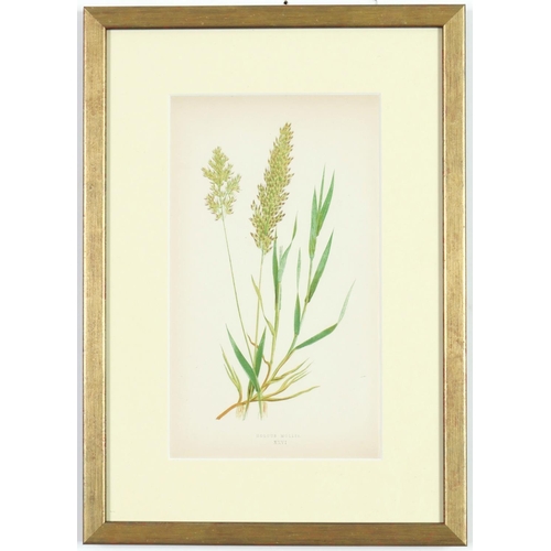 51 - E J LOWE,Grasses, a set of nine botanical prints, circa 1858, 30cm x 23cm.