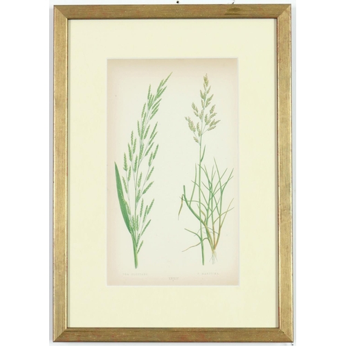 51 - E J LOWE,Grasses, a set of nine botanical prints, circa 1858, 30cm x 23cm.