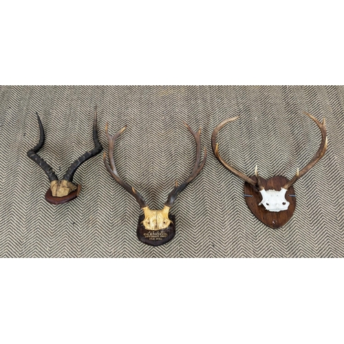 95 - GAME TROPHIES, including two examples of deer antlers and another of impala horns, largest 57cm H x ... 