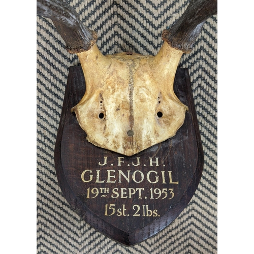 95 - GAME TROPHIES, including two examples of deer antlers and another of impala horns, largest 57cm H x ... 