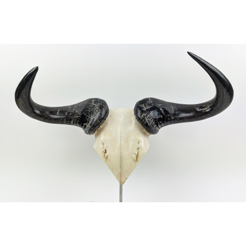 10 - SKULL AND HORNS, on perspex mount, 45cm x 60cm W.