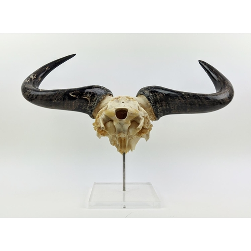 10 - SKULL AND HORNS, on perspex mount, 45cm x 60cm W.