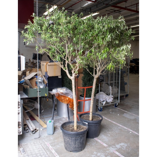 283 - OLIVE TREES, a pair, in black plastic planters approx 235cm H, planters, 46cm D. (2)