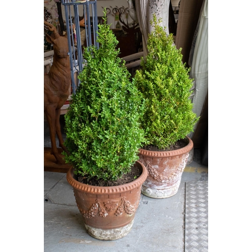 284 - BOX (BUXUS) TOPIARY, a pair in terracotta planters, tallest 135cm H, planters 50cm D. (2)