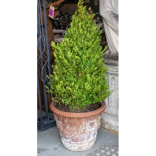 284 - BOX (BUXUS) TOPIARY, a pair in terracotta planters, tallest 135cm H, planters 50cm D. (2)