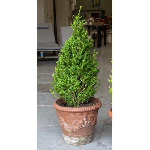 284 - BOX (BUXUS) TOPIARY, a pair in terracotta planters, tallest 135cm H, planters 50cm D. (2)