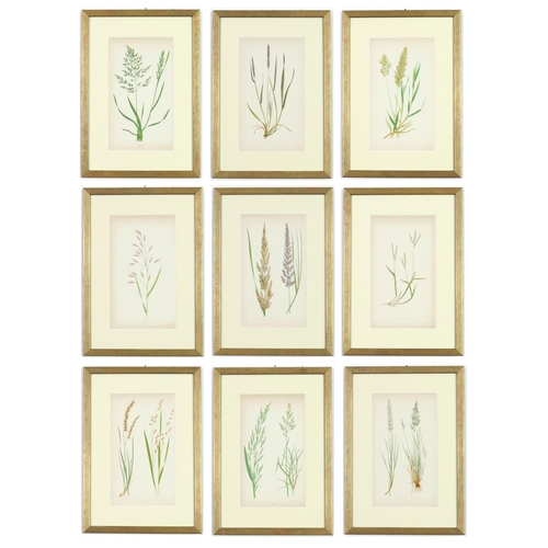 55 - E J LOWE,Grasses, a set of nine botanical prints, circa 1858, 30cm x 23cm.