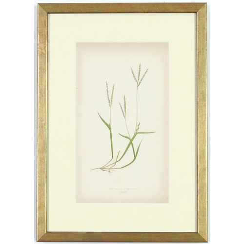 55 - E J LOWE,Grasses, a set of nine botanical prints, circa 1858, 30cm x 23cm.