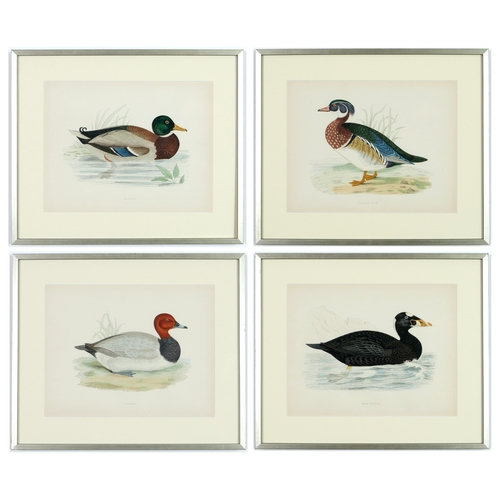 57 - A SET OF FOUR BRITISH GAME BIRDS, hand coloured lithographic plates, 1891, 31cm x 24cm each.