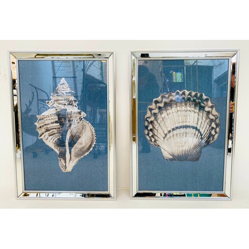 47 - SEA SHELL PRINTS, a set of two, framed, 67cm H x 46cm W. (2)