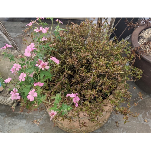 407 - TERRACOTTA PLANTER, with plant display, 76cm H approx in total.