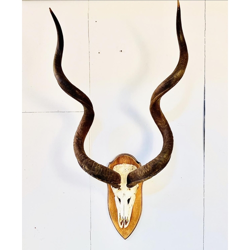 370 - KUDU SKULL TROPHY, on oak shield mount, 138cm H x 72cm W x 28cm D.