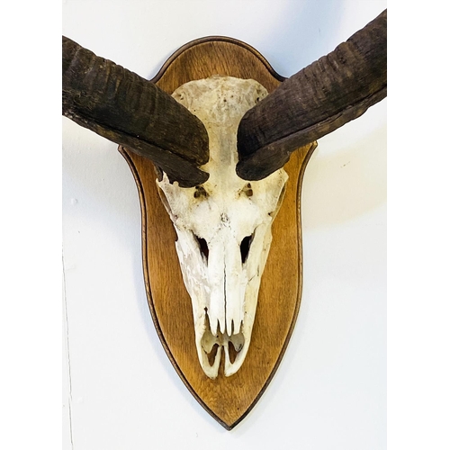 370 - KUDU SKULL TROPHY, on oak shield mount, 138cm H x 72cm W x 28cm D.