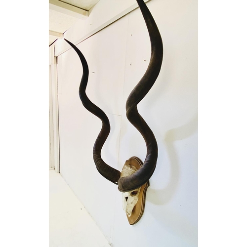 370 - KUDU SKULL TROPHY, on oak shield mount, 138cm H x 72cm W x 28cm D.