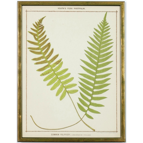 38 - FRANCIS GEORGE HEATH, a set of nine life size ferns rare chromolithographs, Italian Verdigris frames... 