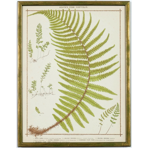 38 - FRANCIS GEORGE HEATH, a set of nine life size ferns rare chromolithographs, Italian Verdigris frames... 