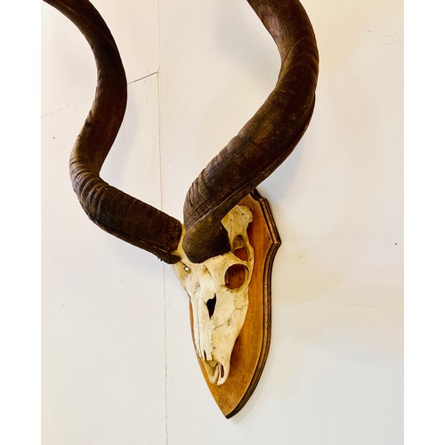 370 - KUDU SKULL TROPHY, on oak shield mount, 138cm H x 72cm W x 28cm D.