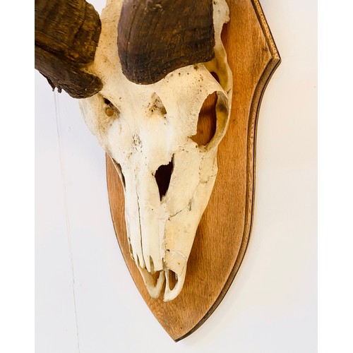 370 - KUDU SKULL TROPHY, on oak shield mount, 138cm H x 72cm W x 28cm D.