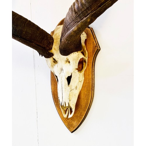 370 - KUDU SKULL TROPHY, on oak shield mount, 138cm H x 72cm W x 28cm D.