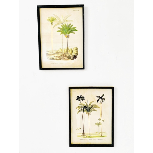 347 - CONTEMPORARY SCHOOL BOTANICAL PRINTS, a set of two, black frames, 56cm H x 42cm. (2)