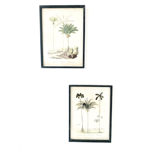 347 - CONTEMPORARY SCHOOL BOTANICAL PRINTS, a set of two, black frames, 56cm H x 42cm. (2)