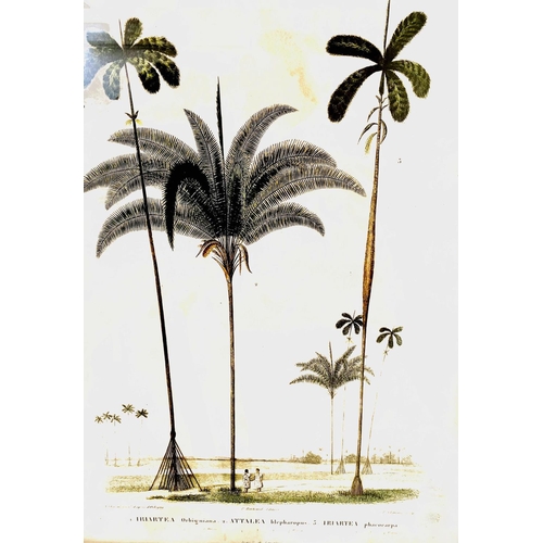 347 - CONTEMPORARY SCHOOL BOTANICAL PRINTS, a set of two, black frames, 56cm H x 42cm. (2)