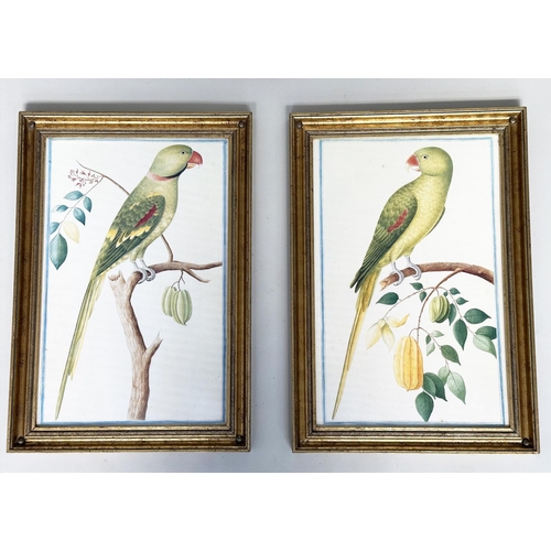 217 - PARROT PRINTS, a pair, from National History illustrations of tropical birds, 58cm H x 40cm. (2)