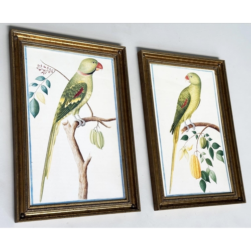 217 - PARROT PRINTS, a pair, from National History illustrations of tropical birds, 58cm H x 40cm. (2)