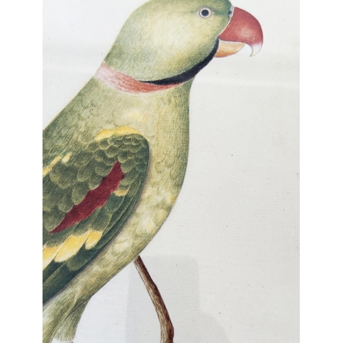 217 - PARROT PRINTS, a pair, from National History illustrations of tropical birds, 58cm H x 40cm. (2)