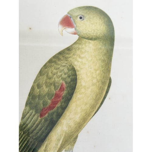 217 - PARROT PRINTS, a pair, from National History illustrations of tropical birds, 58cm H x 40cm. (2)