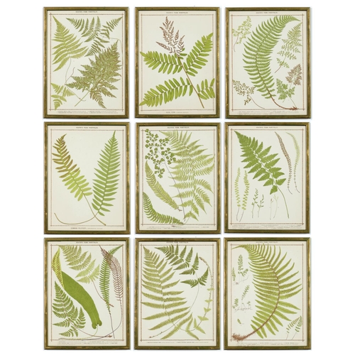 55 - FRANCIS GEORGE HEATH, a set of nine life size ferns rare chromolithographs, Italian verdigris frames... 