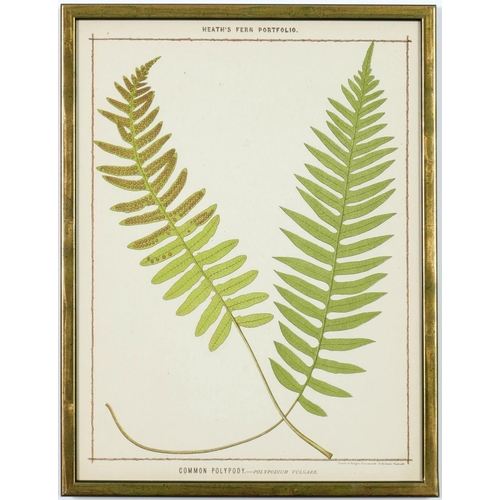 55 - FRANCIS GEORGE HEATH, a set of nine life size ferns rare chromolithographs, Italian verdigris frames... 