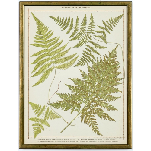 55 - FRANCIS GEORGE HEATH, a set of nine life size ferns rare chromolithographs, Italian verdigris frames... 