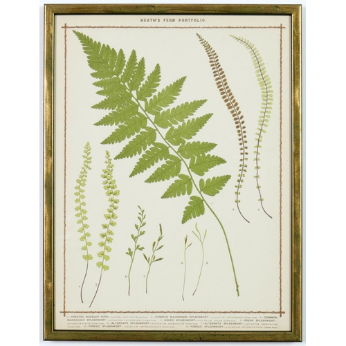 55 - FRANCIS GEORGE HEATH, a set of nine life size ferns rare chromolithographs, Italian verdigris frames... 