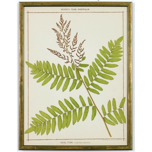 55 - FRANCIS GEORGE HEATH, a set of nine life size ferns rare chromolithographs, Italian verdigris frames... 