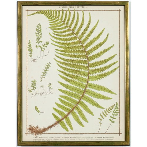 55 - FRANCIS GEORGE HEATH, a set of nine life size ferns rare chromolithographs, Italian verdigris frames... 