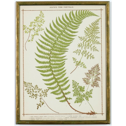 55 - FRANCIS GEORGE HEATH, a set of nine life size ferns rare chromolithographs, Italian verdigris frames... 