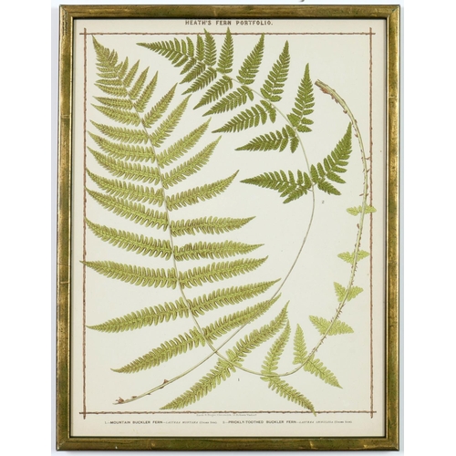 55 - FRANCIS GEORGE HEATH, a set of nine life size ferns rare chromolithographs, Italian verdigris frames... 