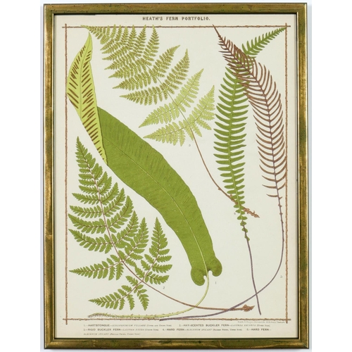 55 - FRANCIS GEORGE HEATH, a set of nine life size ferns rare chromolithographs, Italian verdigris frames... 