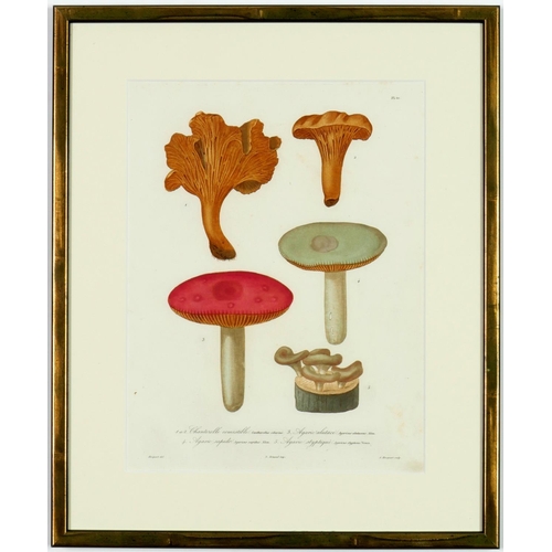 58 - JOSEPH ROQUES, Mushrooms, a set of 9 engravings with hand colouring, 1864 Victor Masson et Fils 31 x... 