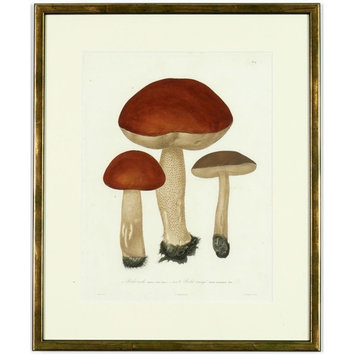 58 - JOSEPH ROQUES, Mushrooms, a set of 9 engravings with hand colouring, 1864 Victor Masson et Fils 31 x... 