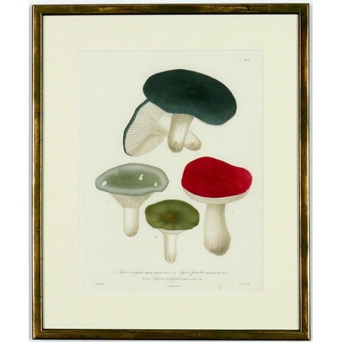 58 - JOSEPH ROQUES, Mushrooms, a set of 9 engravings with hand colouring, 1864 Victor Masson et Fils 31 x... 