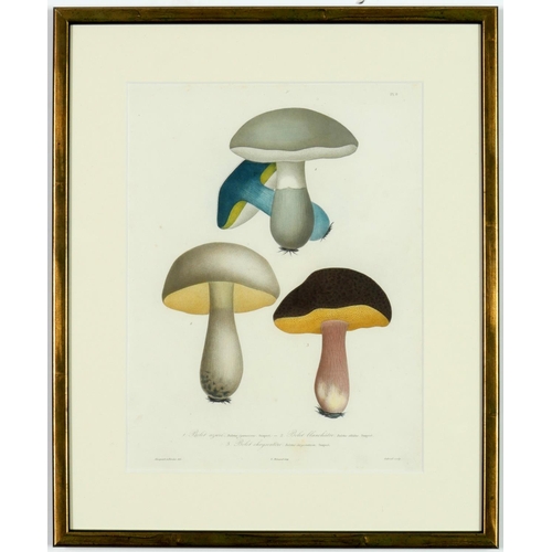 58 - JOSEPH ROQUES, Mushrooms, a set of 9 engravings with hand colouring, 1864 Victor Masson et Fils 31 x... 