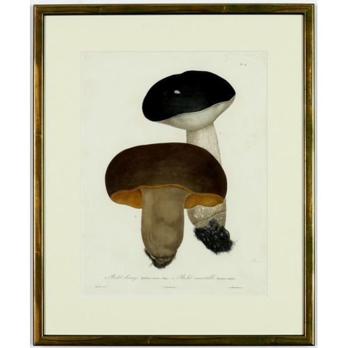 58 - JOSEPH ROQUES, Mushrooms, a set of 9 engravings with hand colouring, 1864 Victor Masson et Fils 31 x... 