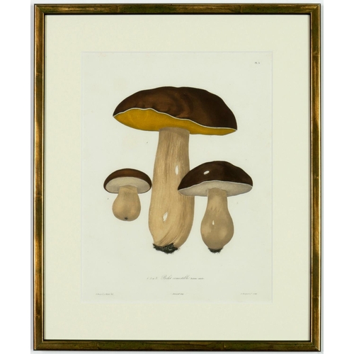 58 - JOSEPH ROQUES, Mushrooms, a set of 9 engravings with hand colouring, 1864 Victor Masson et Fils 31 x... 