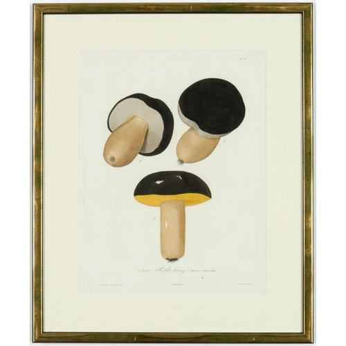 58 - JOSEPH ROQUES, Mushrooms, a set of 9 engravings with hand colouring, 1864 Victor Masson et Fils 31 x... 