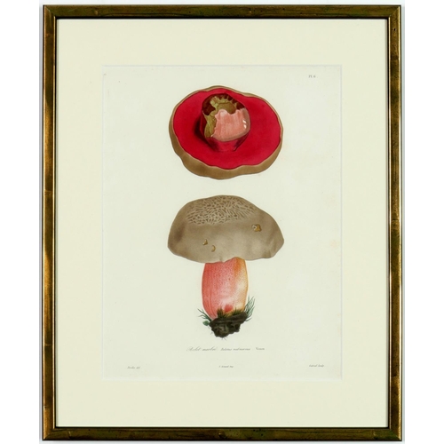 58 - JOSEPH ROQUES, Mushrooms, a set of 9 engravings with hand colouring, 1864 Victor Masson et Fils 31 x... 