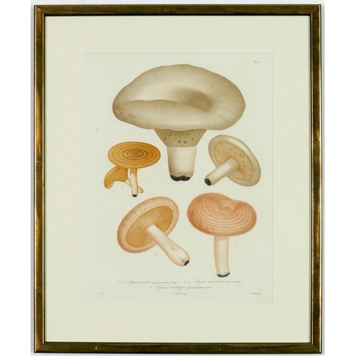 58 - JOSEPH ROQUES, Mushrooms, a set of 9 engravings with hand colouring, 1864 Victor Masson et Fils 31 x... 